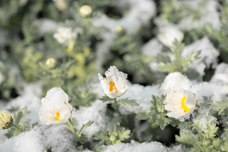 雪下初开春花