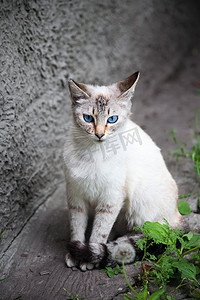 蓝灰色汽车摄影照片_蓝眼睛的猫