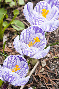 “春天盛开的紫白黄番红花”