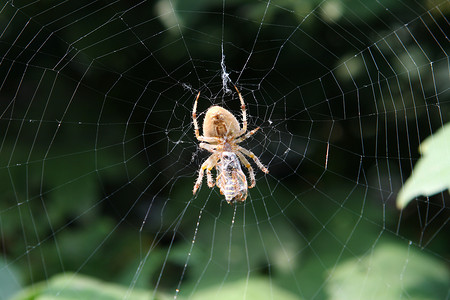 Web 上的花园蜘蛛。