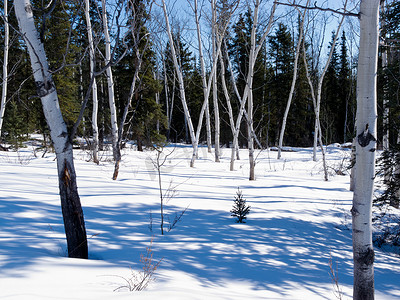 冬季北方森林针叶林中的白杨树凹槽
