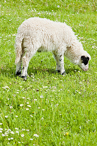 “草地上的羔羊，波斯尼亚和黑塞哥维那”
