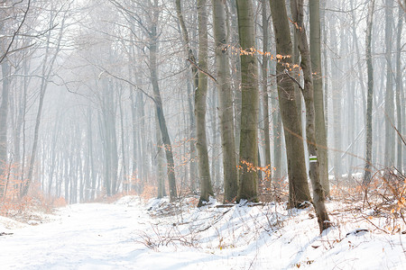 雾中森林的冬季景观