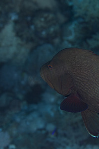 红海中的红嘴石斑鱼。