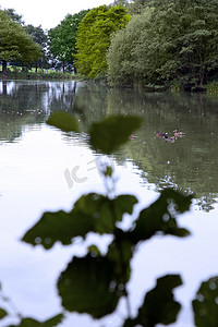 鸭子在河里游泳前的树枝