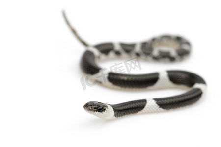 白色背景上的小蛇 (Lycodon laoensis) 图像。, R