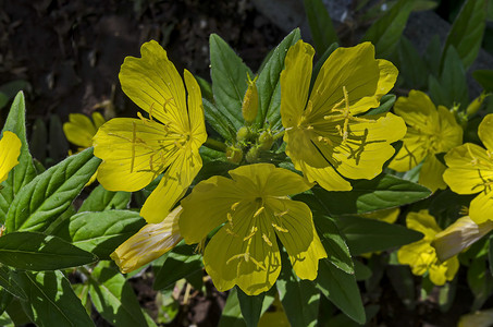 晚上开花摄影照片_黄色月见草花或 Oenothera speciosa 开花在春天草甸，特写镜头， Drujba 区