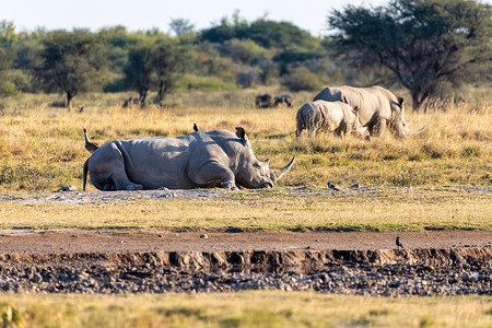 雄性白犀牛博茨瓦纳，非洲