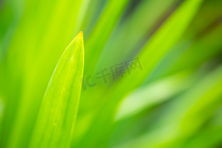amp摄影照片_花园里的凤梨科植物（Aechmea fasciata、Guzmania、Urn 植物），特写 &