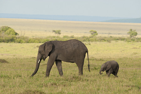大象和它的小牛在大草原