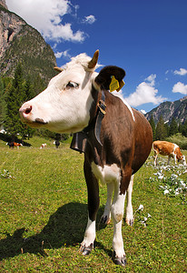 小牛棕色和白色在阿尔卑斯垂直