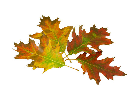 四秋日摄影照片_秋季组合物中的四片装饰性橡树叶