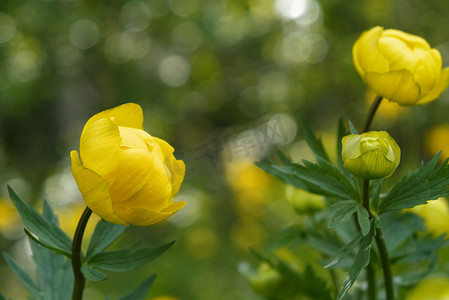 欧洲金球花的野生黄色花在森林草坪上关闭