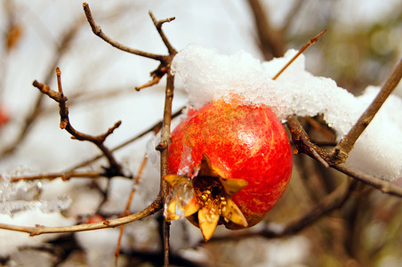 花园雪下树枝上成熟的彩色石榴果