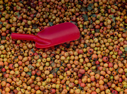 收集并在市场上销售的野果 azarole、地中海枸杞子