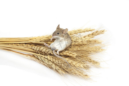 小麦上的老鼠