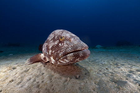 海底植物摄影照片_红海中的马拉巴尔石斑鱼 (ephinephelus malabaricus)。