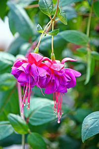 紫红色花卉摄影照片_紫红色