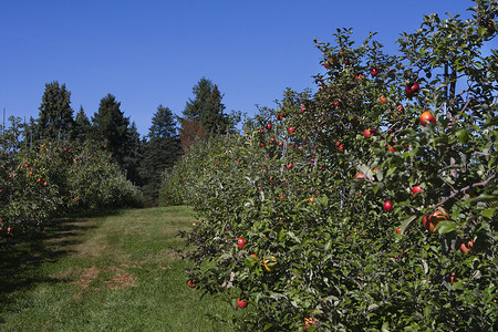 烂苹果摄影照片_苹果园里长满了烂苹果。