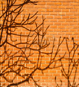 一棵树的影子在砖墙上