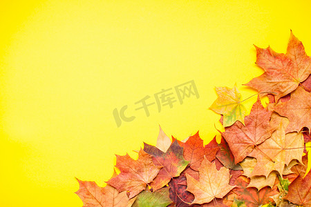 红色和橙色的树叶摄影照片_在明亮的黄色背景上布置红色和橙色的秋天枫叶和花园苹果。