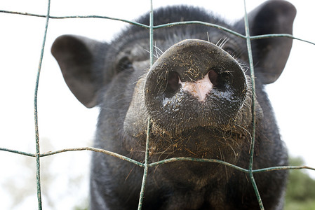 千张卷猪头肉摄影照片_黑猪