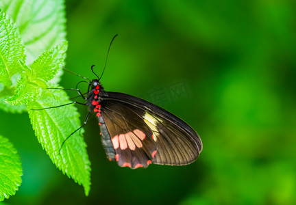 一只阿卡斯牛心蝶的特写，腹面观，来自美国的热带昆虫