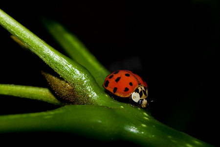 亚洲瓢虫甲虫 (Harmonia axyridis)