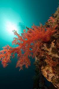 红海的热带水下风光。