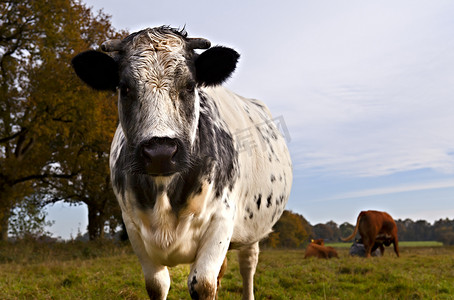 德牧摄影照片_牧场上的大奶牛