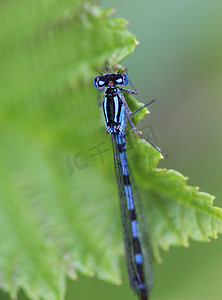 娇嫩的豆娘，Coenagrion scitulum，在河边的叶子上