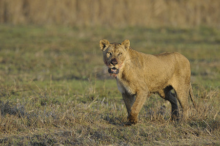 一张嘴巴沾满鲜血的母狮画像。