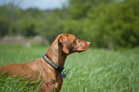 Vizsla 狗（匈牙利指针）站在绿色的田野里