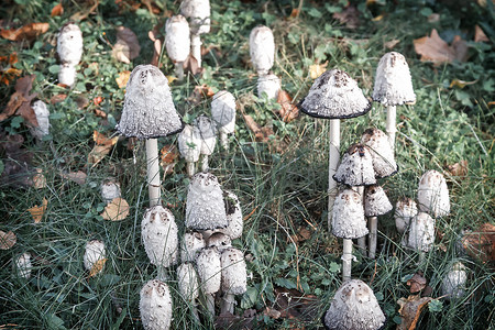 爱不可挡摄影照片_不可食用的有毒蘑菇伞菌。