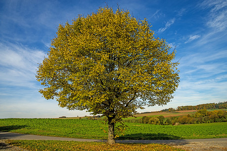 椴树摄影照片_秋天的椴树