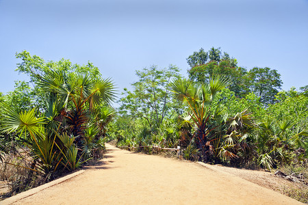 竹景观摄影照片_景观热带红色砾石驱动道路路径