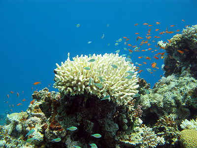 蓝色水背景下热带海底的珊瑚礁和异国情调的鱼