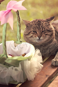 在篮子附近的猫有婚礼的玫瑰花瓣的