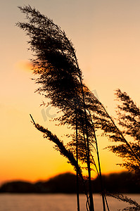 黄昏的竹子，背景是日落