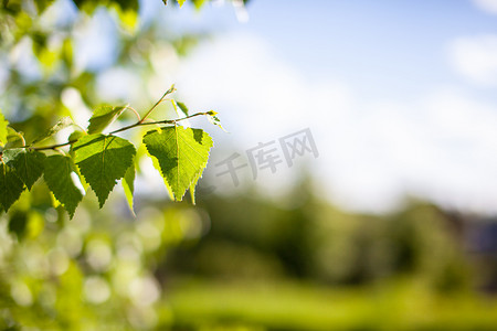 春背景摄影照片_白桦树枝上有绿叶的明春背景