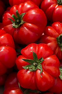 吐鲁番西红柿摄影照片_红番茄