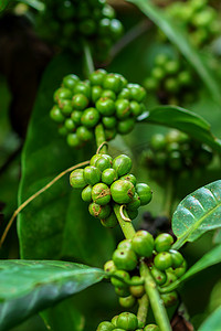 咖啡树上的咖啡豆。