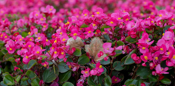粉色花朵装饰摄影照片_花园秋海棠中亮粉色花朵的花卉背景