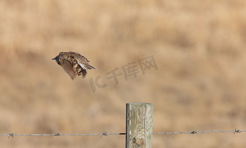 Meadowlark 在加拿大萨斯喀彻温省飞行