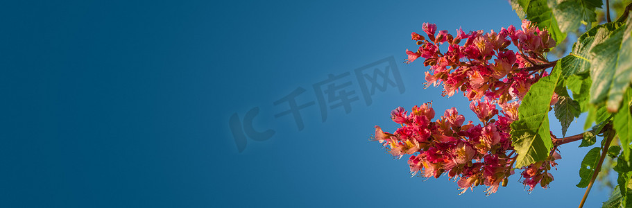 带有栗树稀有红色花朵的横幅，在春天惊人的开花，具有渐变的蓝天背景和复制空间。