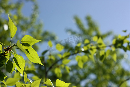 蓝天背景上有幼叶​​的树枝