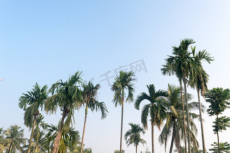 美丽的椰子棕榈树在热带海滩上种植自然地平线，在美丽的蓝色晴朗天空下，日落阳光下没有云彩。