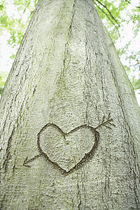 丘比特和心摄影照片_箭和心刻在树上