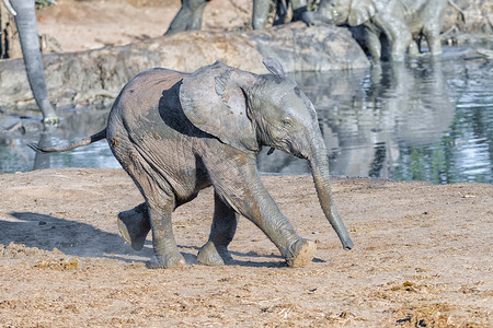 牛奔跑摄影照片_非洲象小牛，Loxodonta africana，在水坝旁边奔跑