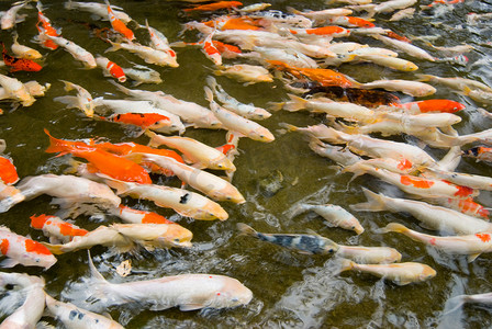鲤鱼游水摄影照片_五颜六色的鱼儿游来游去。